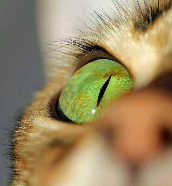 49 Amazing HD Pics That Will Please Your Eyes (49 photos)