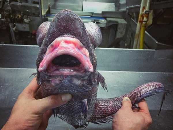 23 Nightmarish Deep Sea Creatures Caught By Russian Fisherman (23 photos)