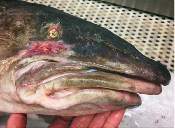 23 Nightmarish Deep Sea Creatures Caught By Russian Fisherman (23 photos)