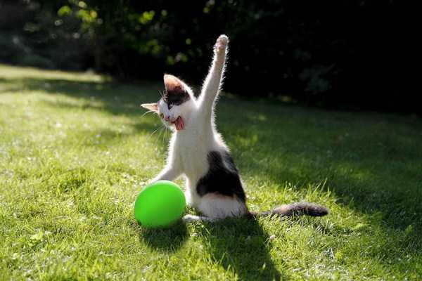 48 Perfectly Timed Photos