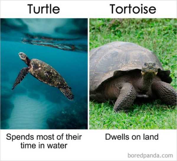 So Similar, Yet So Different (39 photos)