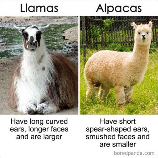 So Similar, Yet So Different (39 photos)