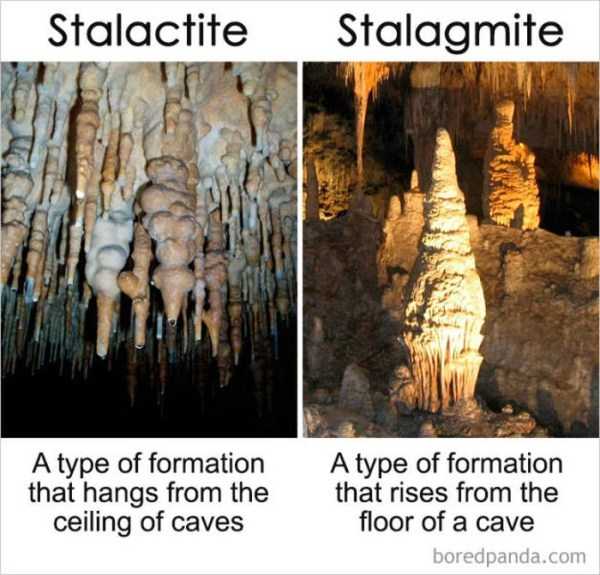 So Similar, Yet So Different (39 photos)