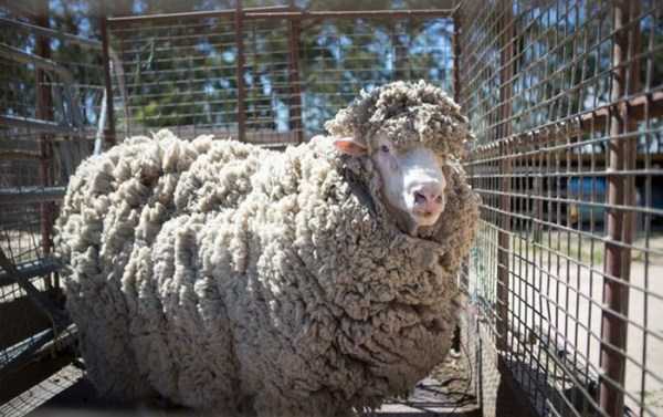 The Sheep After Not Shaving For 4 Years (8 photos)