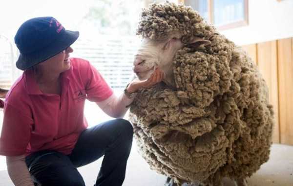 The Sheep After Not Shaving For 4 Years (8 photos)