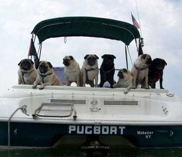Hilariously Genius Boat Names (40 photos)