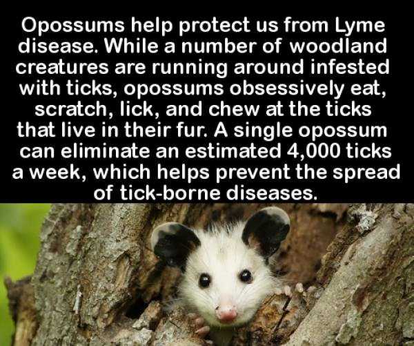 It’s Time For Some Cool And Interesting Facts – Part 67 (57 photos)