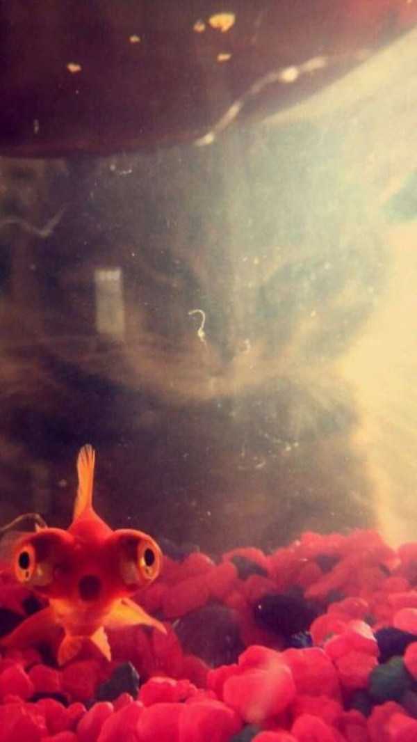 Pay Attention To The Background (46 photos)