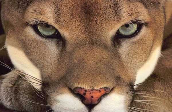 42 Amazing HD Pics That Will Please Your Eyes (42 photos)