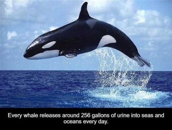 It’s Time For Some Cool And Interesting Facts – Part 66 (37 photos)