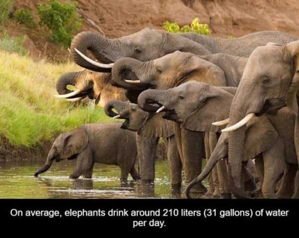 It’s Time For Some Cool And Interesting Facts – Part 66 (37 photos)