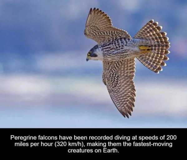 It’s Time For Some Cool And Interesting Facts – Part 66 (37 photos)
