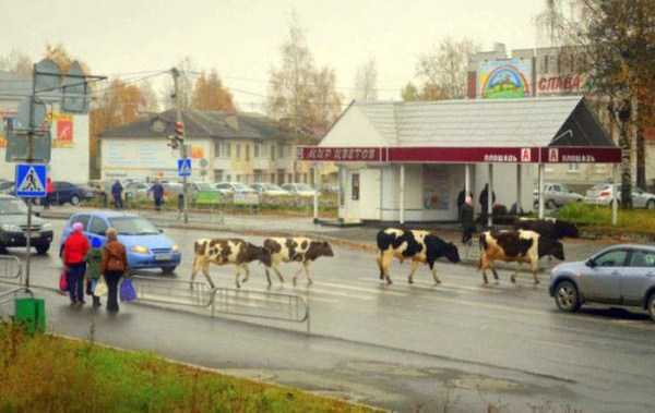 38 WTF Photos From The Planet Russia