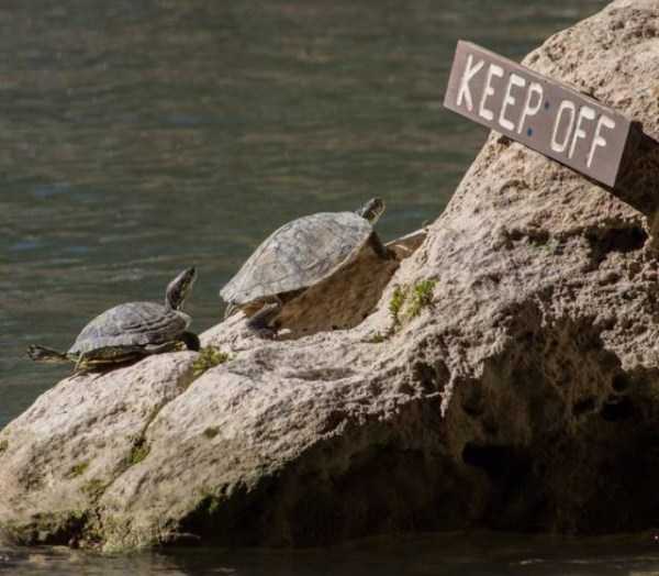 Animals Who Dont Care About Human Rules (25 photos)