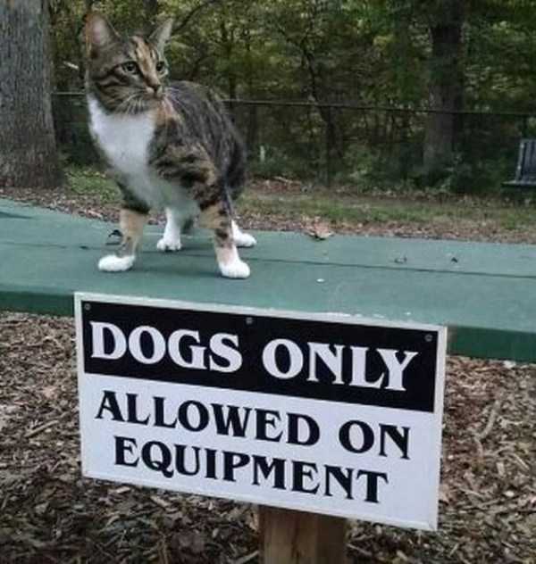animals breaking rules 11
