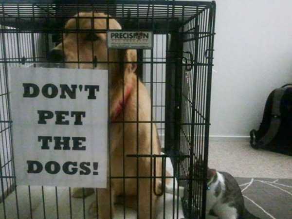animals breaking rules 14