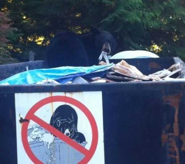 Animals Who Dont Care About Human Rules (25 photos)