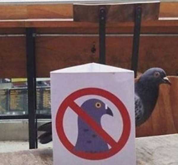 animals breaking rules 19