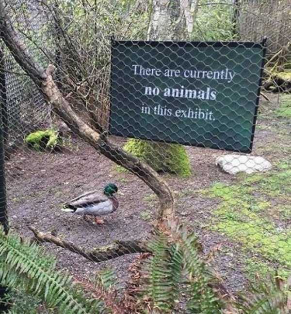 Animals Who Dont Care About Human Rules (25 photos)