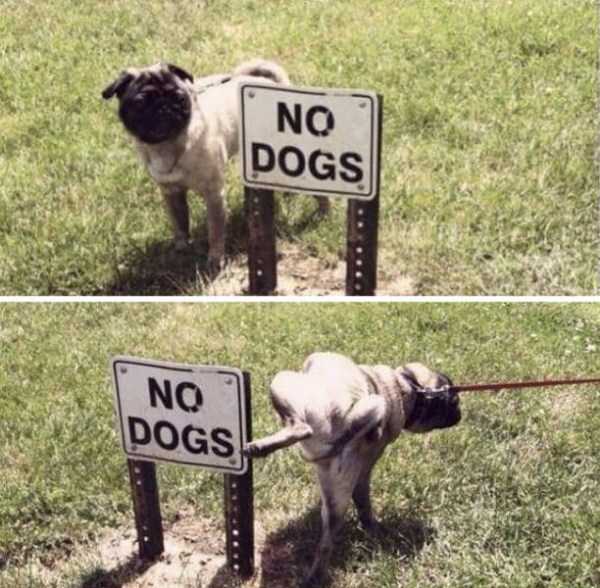 animals breaking rules 3