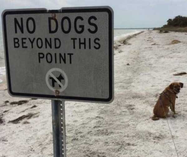 animals breaking rules 8