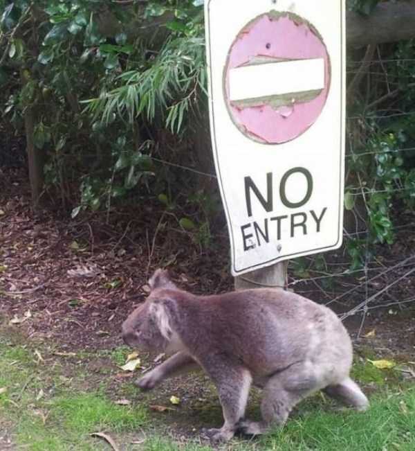 animals breaking rules 9