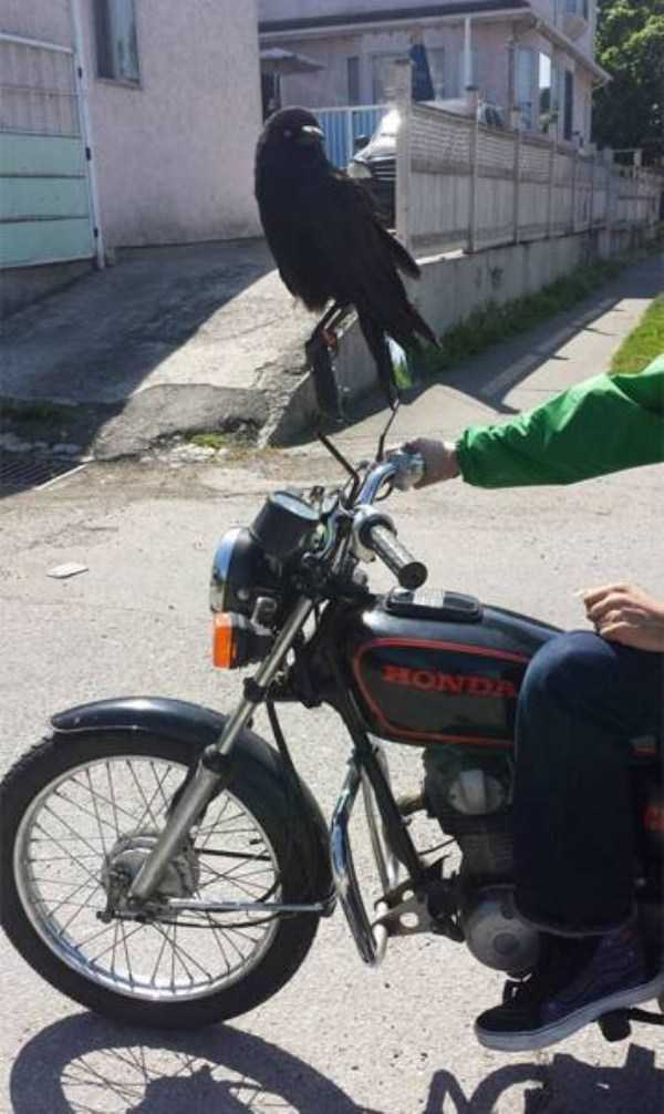 Crows Give Absolutely Zero F*cks (42 photos)
