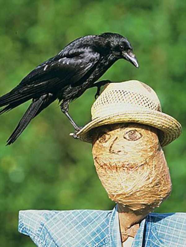 badass crows 3