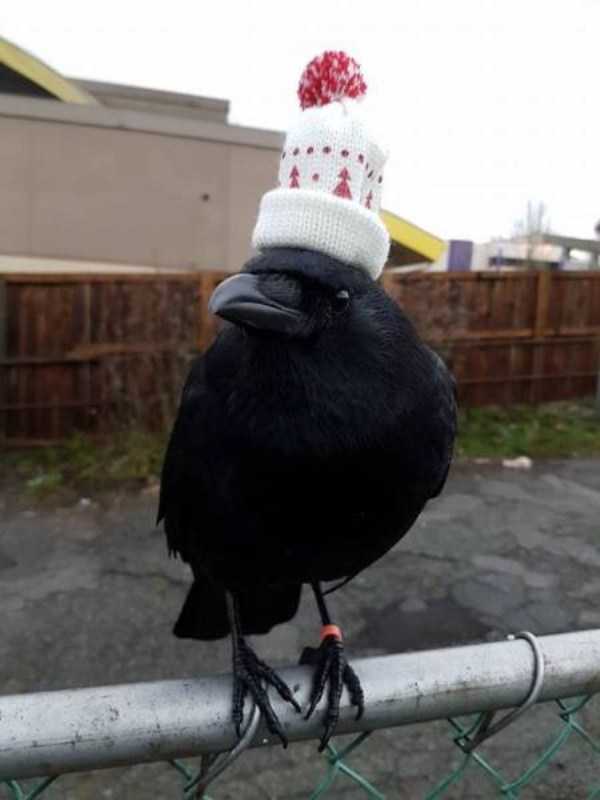 Crows Give Absolutely Zero F*cks (42 photos)