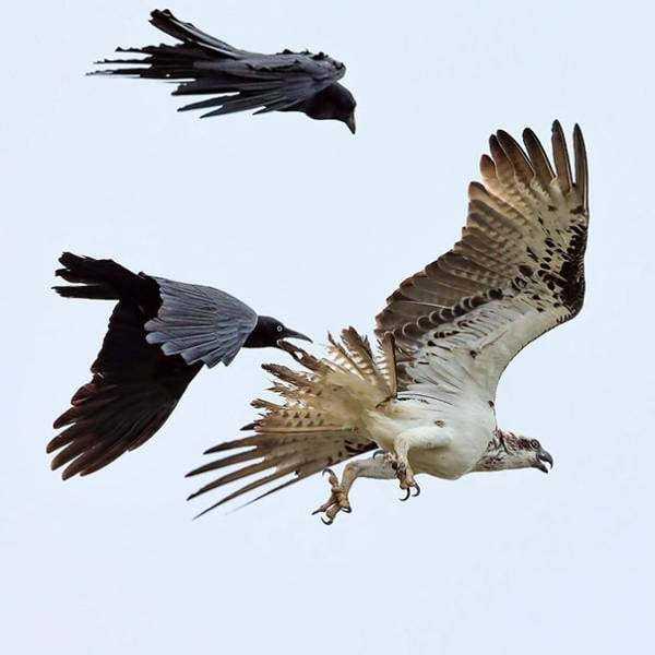 Crows Give Absolutely Zero F*cks (42 photos)