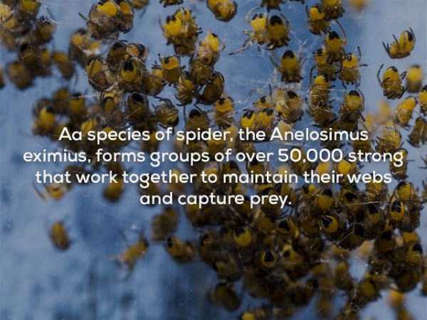 It’s Time For Some Cool And Interesting Facts – Part 68 (57 photos)
