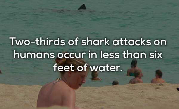 17 Chilling Facts About Sharks (17 photos)