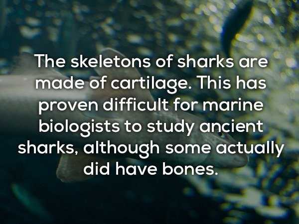 17 Chilling Facts About Sharks (17 photos)