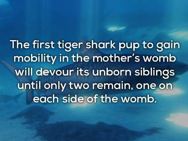 17 Chilling Facts About Sharks (17 photos)
