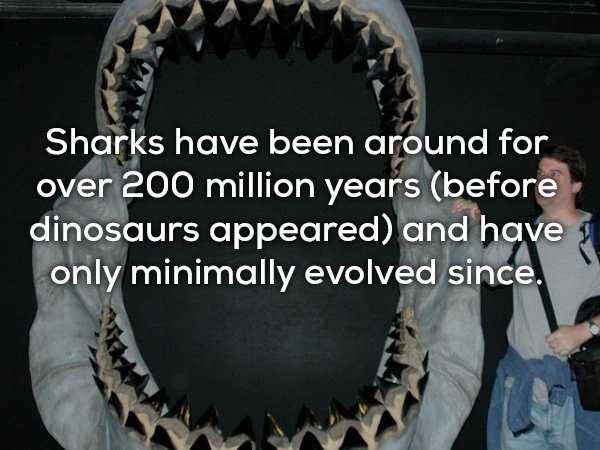 17 Chilling Facts About Sharks (17 photos)