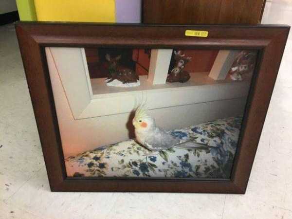 40 WTF Things Found In Thrift Stores (40 photos)