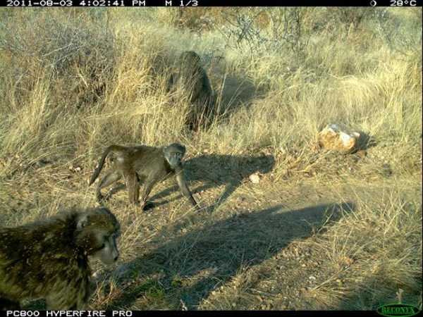 67 Wildlife Shots Captured By Camera Traps (67 photos)