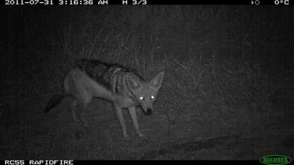 67 Wildlife Shots Captured By Camera Traps (67 photos)