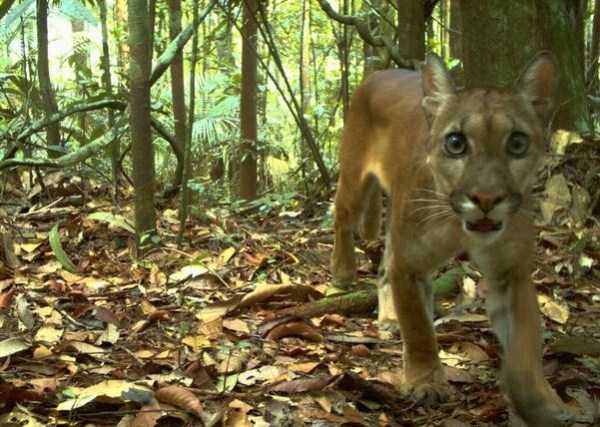 67 Wildlife Shots Captured By Camera Traps (67 photos)