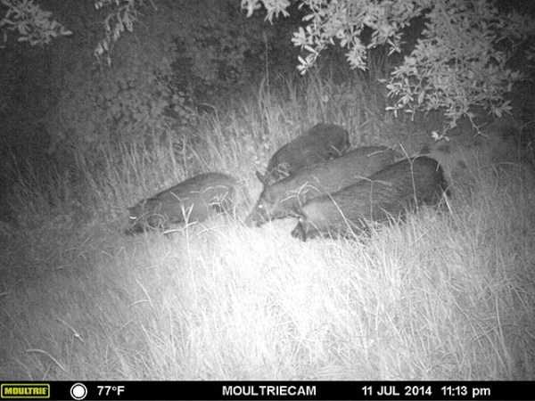 67 Wildlife Shots Captured By Camera Traps (67 photos)