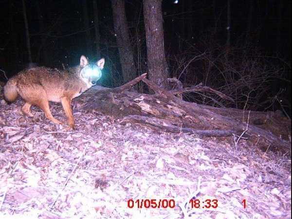 67 Wildlife Shots Captured By Camera Traps (67 photos)