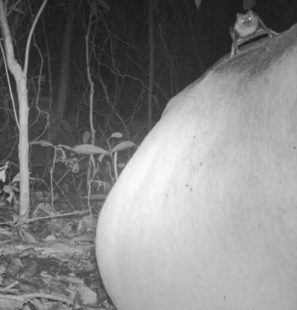 67 Wildlife Shots Captured By Camera Traps (67 photos)