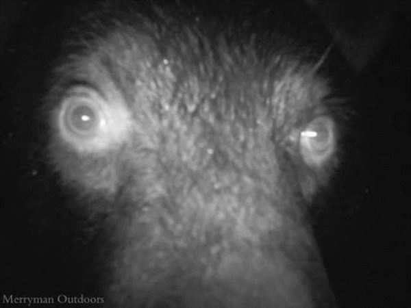 67 Wildlife Shots Captured By Camera Traps (67 photos)
