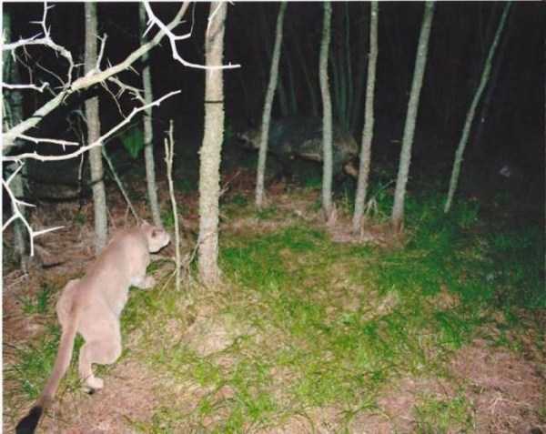 67 Wildlife Shots Captured By Camera Traps (67 photos)
