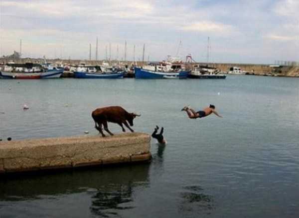 62 Perfectly Timed Photos