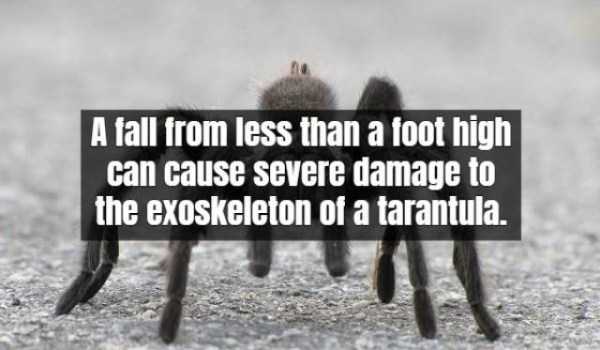 17 Scary Facts About Tarantula (17 photos)