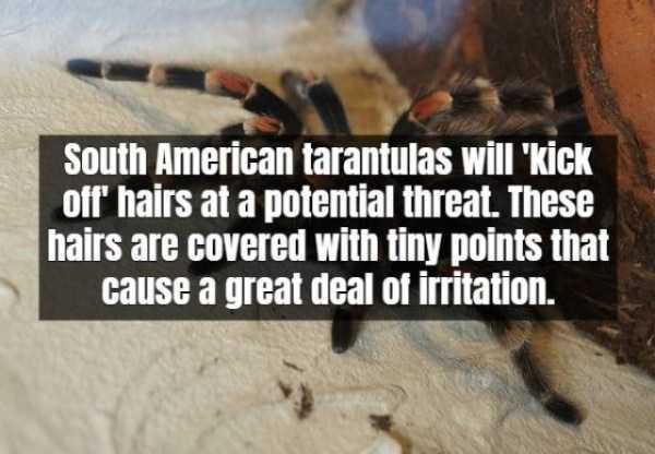 17 Scary Facts About Tarantula (17 photos)
