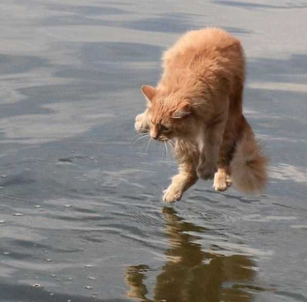 73 Perfectly Timed Photos