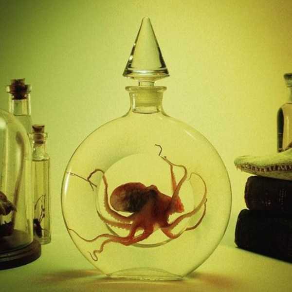 bizarre things in jars 23