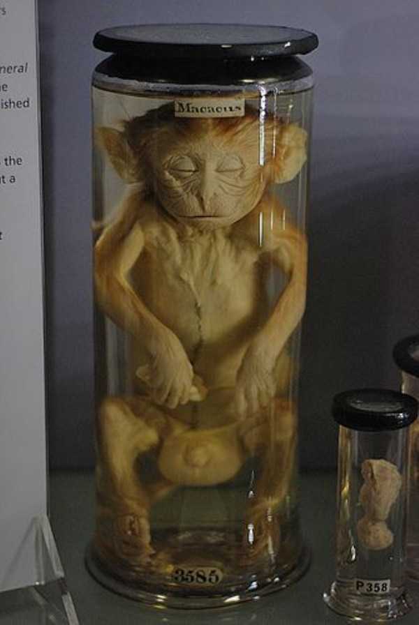 Creepy Things Preserved In Jars (28 photos)